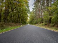 an empty road is shown in the middle of the woods with tall trees lining the path