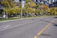 Autumn Road in Ontario: Tree-lined with Yellow Leaves