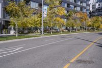 Autumn Road in Ontario: Tree-lined with Yellow Leaves