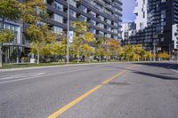 Autumn Road in Ontario: Tree-lined with Yellow Leaves