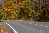 a curved roadway through an autumn forest of trees, yellow and red leaves in the foreground