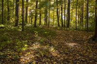 Autumn Temperate Forest Landscape Nature