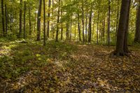 Autumn Temperate Forest Landscape Nature