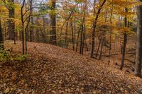 an autumn trail through the forest with tall trees and foliage surrounding it in a field near a stream