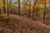 an autumn trail through the forest with tall trees and foliage surrounding it in a field near a stream