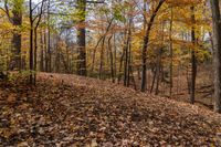 an autumn trail through the forest with tall trees and foliage surrounding it in a field near a stream