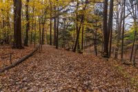 a trail surrounded by trees with orange leaves on the ground and fallen leaves all around