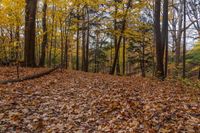 a trail surrounded by trees with orange leaves on the ground and fallen leaves all around