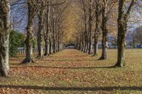 a row of trees with fall leaves covering them in the middle of an empty grassy area