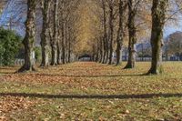 a row of trees with fall leaves covering them in the middle of an empty grassy area