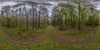 a 3d shot of the woods showing the path and trees in them and leaves on the ground