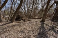 Autumn Woods in Toronto, Canada