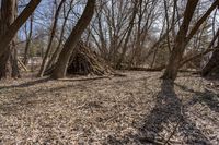 Autumn Woods in Toronto, Canada