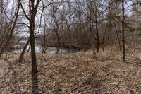 the river in the forest is flowing and empty as it sits in the brush, which stands at the edge