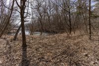 the river in the forest is flowing and empty as it sits in the brush, which stands at the edge