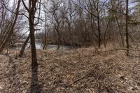 the river in the forest is flowing and empty as it sits in the brush, which stands at the edge