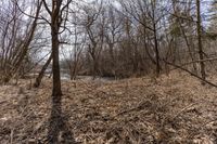 the river in the forest is flowing and empty as it sits in the brush, which stands at the edge