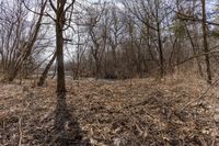 the river in the forest is flowing and empty as it sits in the brush, which stands at the edge