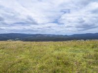 Bald Hills, Australia: A Gloomy Landscape