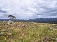 Bald Hills, Australia: Overlooking a Gloomy Landscape