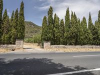 Balearic Islands, Europe: An Asphalt Lane Lined with Trees