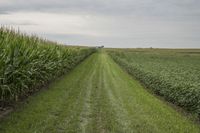 corn fields near the center of a long empty path between two lines of green grass