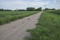 an empty dirt road near corn fields and a telephone tower in the distance, in a rural landscape