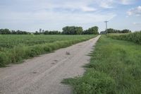 an empty dirt road near corn fields and a telephone tower in the distance, in a rural landscape