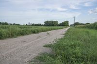 an empty dirt road near corn fields and a telephone tower in the distance, in a rural landscape