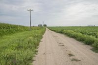 Bancroft Iowa: Road Through Fields 001