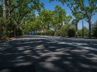 a tree lined street is lined with trees and bushes in the background, and there are two white lines on the road