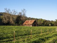 a barn on the edge of a large open field on a clear day with a brown tin roof