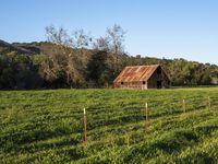 a barn on the edge of a large open field on a clear day with a brown tin roof