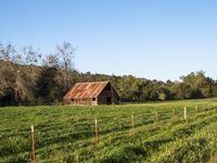 a barn on the edge of a large open field on a clear day with a brown tin roof