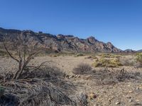 a dry, barren area with mountains in the background of the photo, and a small tree branch on the ground