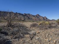 a dry, barren area with mountains in the background of the photo, and a small tree branch on the ground