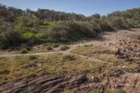 rocks and grass on the shoreline in a barren area, with a beach in the background