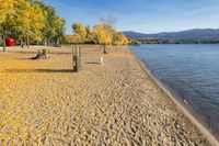 a beach next to a river covered in yellow leaves and trees in fall color in autumn season