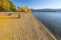 a beach next to a river covered in yellow leaves and trees in fall color in autumn season