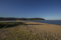 a beach with trees on a clear sunny day in the background, with water and bushes in the foreground
