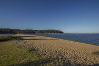 a beach with trees on a clear sunny day in the background, with water and bushes in the foreground