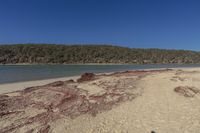 there is a red substance that is on the beach near the water and trees and mountains