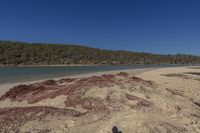 there is a red substance that is on the beach near the water and trees and mountains