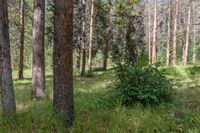 a pine forest with sparse grass on the ground and tall trees behind it and an opening in the distance