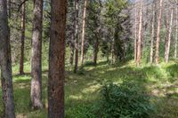 a pine forest with sparse grass on the ground and tall trees behind it and an opening in the distance