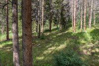 a pine forest with sparse grass on the ground and tall trees behind it and an opening in the distance