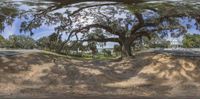 a big tree with lots of branches next to a road in a park by some water