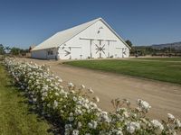 there is a white barn with flowers in the foreground and mountains in the distance