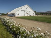 there is a white barn with flowers in the foreground and mountains in the distance