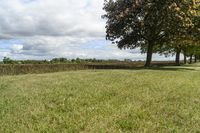 Beautiful Ontario Landscape with Green Grass and Trees